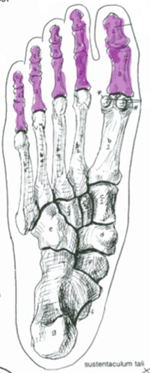 <p>ID bones</p>