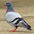 <p>Pigeon</p>