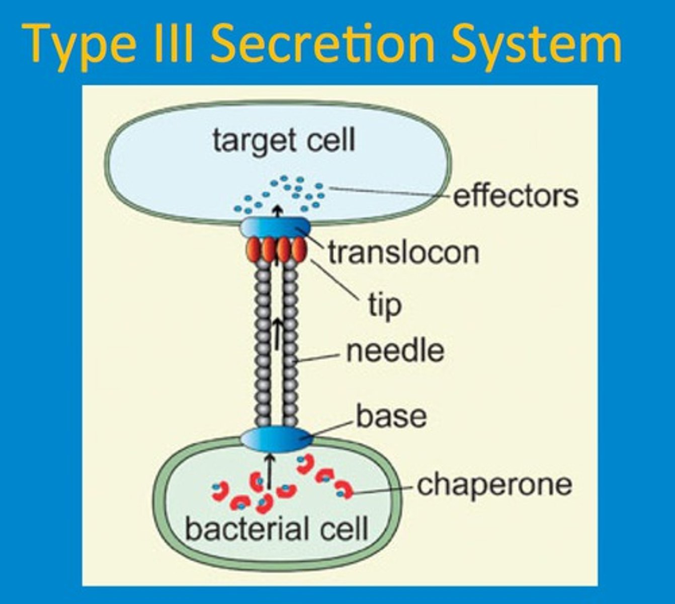 <p>-Hallow basal body</p><p>-Hallow Needle</p><p>-Form Pore in Membrane of human cells</p>