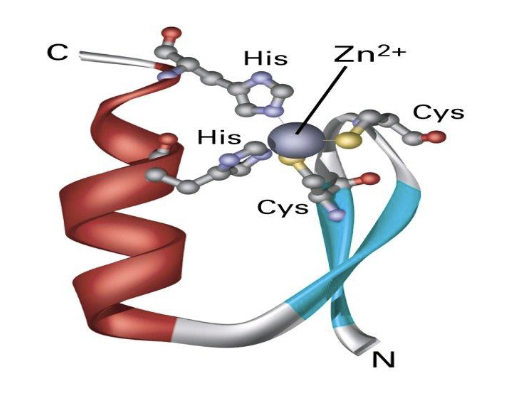 * alternate variants:
* C2H2 zinc finger
* C4 zinc finger
* C6 zinc finger
* alpha helix and two beta strands
* often in DNA binding
* consists of an alpha-helix and 2 beta strands, held in position by the interaction of precisely positioned Cys (C) or His (H) residues with a zinc atom