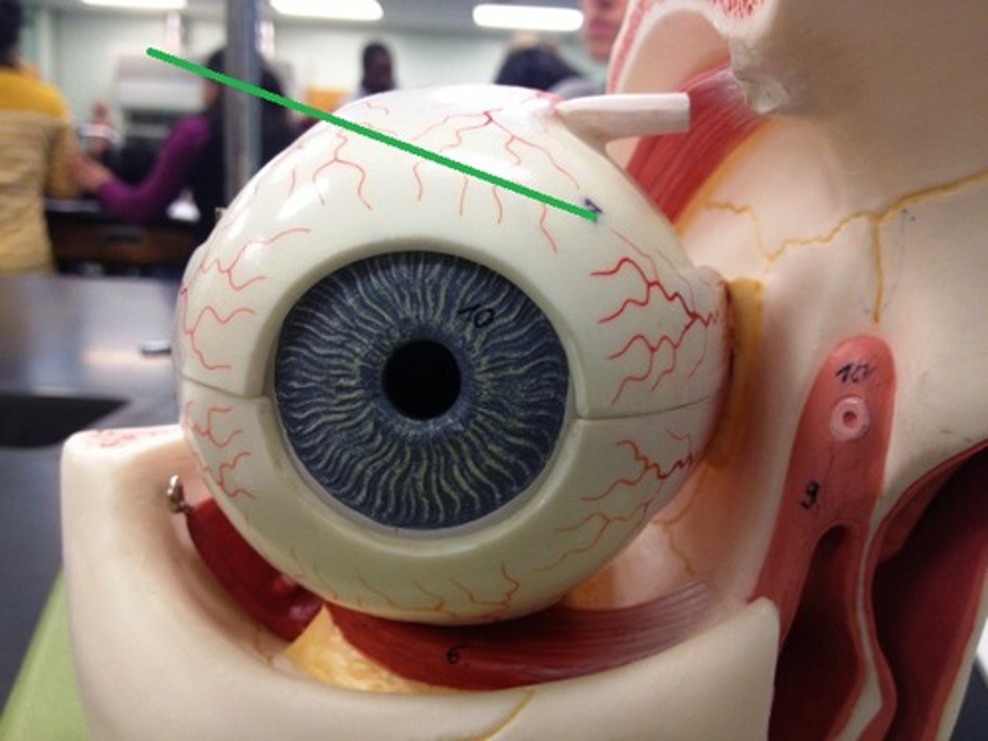 <p>White part of eye</p>
