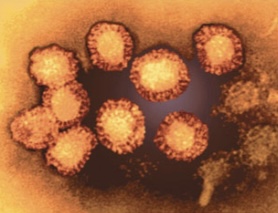<p>Genus-Flavavirus</p>
