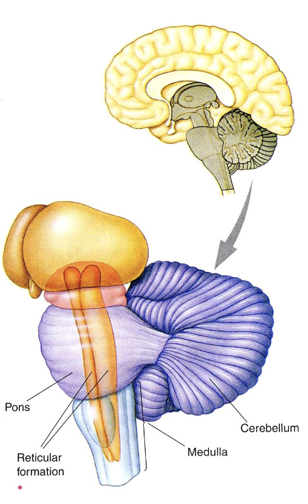 <p>→ part of the <strong>hindbrain</strong>; facilitates sensory-motor integration (overall motor learning as the body grows and changes over time)</p><ul><li><p>a.k.a “Little brain”</p></li><li><p>Has ↑ [ ] of neurons of any other part of the brain, but these neurons are small</p></li><li><p>Damage leads to awkward movement and poor coordination (precision and accuracy); severe cases lead to paralyzation</p></li></ul><p></p>