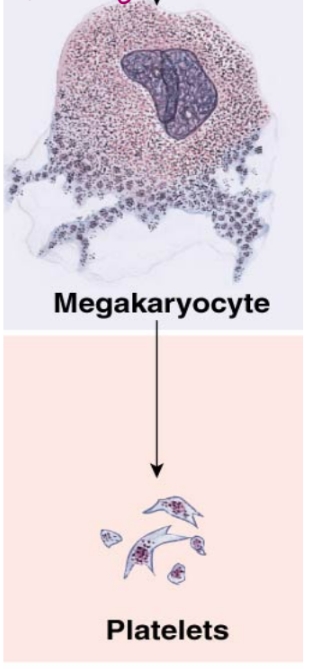 <ul><li><p>megakaryocytes are fragmented to produce platelets (have granules on inside of structure and can de-granulate)</p></li><li><p>live <span>∼10 days (really short live because not a cell)</span></p></li><li><p><span>primary function is to prevent blood loss in damage blood vessels (trying to maintain pressure)</span></p><ul><li><p>hemostasis (HEMA-blood, STASIS-static/constant)</p></li><li><p>blood vessels vasoconstrict to slow pressure into affected area (increase resistance, decrease flow)</p><ul><li><p>platelets bind to exposed collagen of damaged vessels</p></li><li><p>activated platelets release cytokines (they are sticky)</p><ul><li><p>activate more platelets</p></li><li><p>positive feed back (dangerous because activate more and more platelets which causes blood clots, need localized activation, trigger a damage blood vessel)</p></li><li><p>FLOW</p></li></ul></li></ul></li></ul></li></ul><p></p>