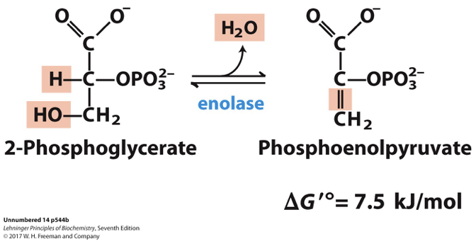 <p>is a reaction in glycolysis that involves the removal of a water molecule from 2-phosphoglycerate, catalyzed by the enzyme enolase. This step is crucial for the formation of phosphoenolpyruvate, which has a high-energy phosphate bond. </p>
