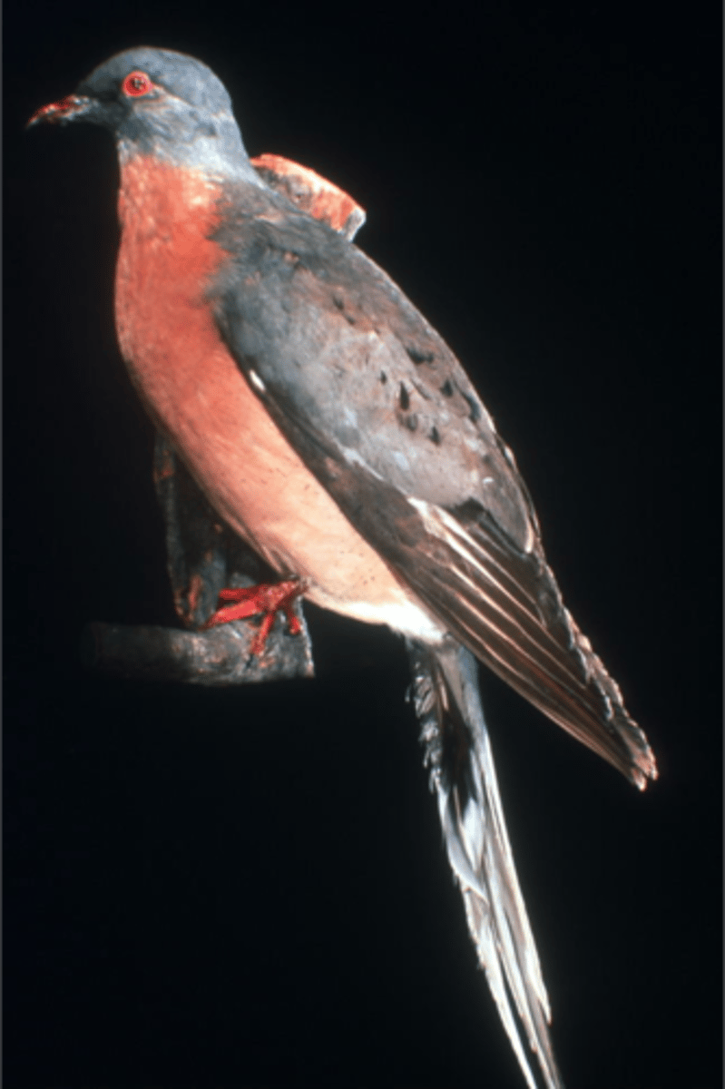<p>passenger pigeon</p>