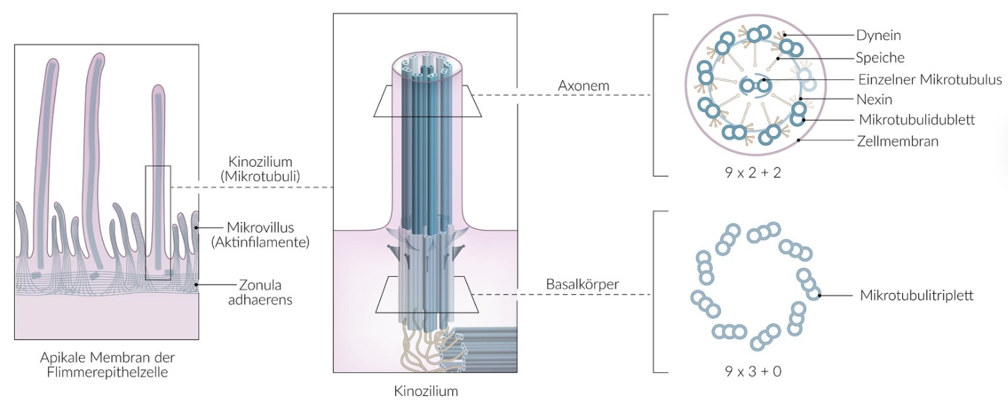 <p>B. Sterility in male patients</p>