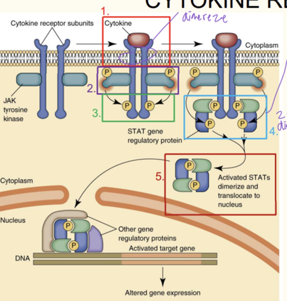 <p>Begins similarly to enzyme-linked receptor signaling:</p><p>1) Binding of cytokine causes dimerization of receptor</p><p>2) Associated tyrosine kinase (JAK) is then activated</p><p>3) JAK phosphorylates the intracellular tail of the receptor at specific tyrosine sites</p><p>4) The phosphorylated tyrosines serve as docking sites for SH2 domain-containing proteins (STATs)</p><p>5) STATs are phosphorylated, dimerize, translocate to nucleus, and serve as transcriptional regulators for the expression of specific genes • "JAK-STAT signaling pathway"</p>