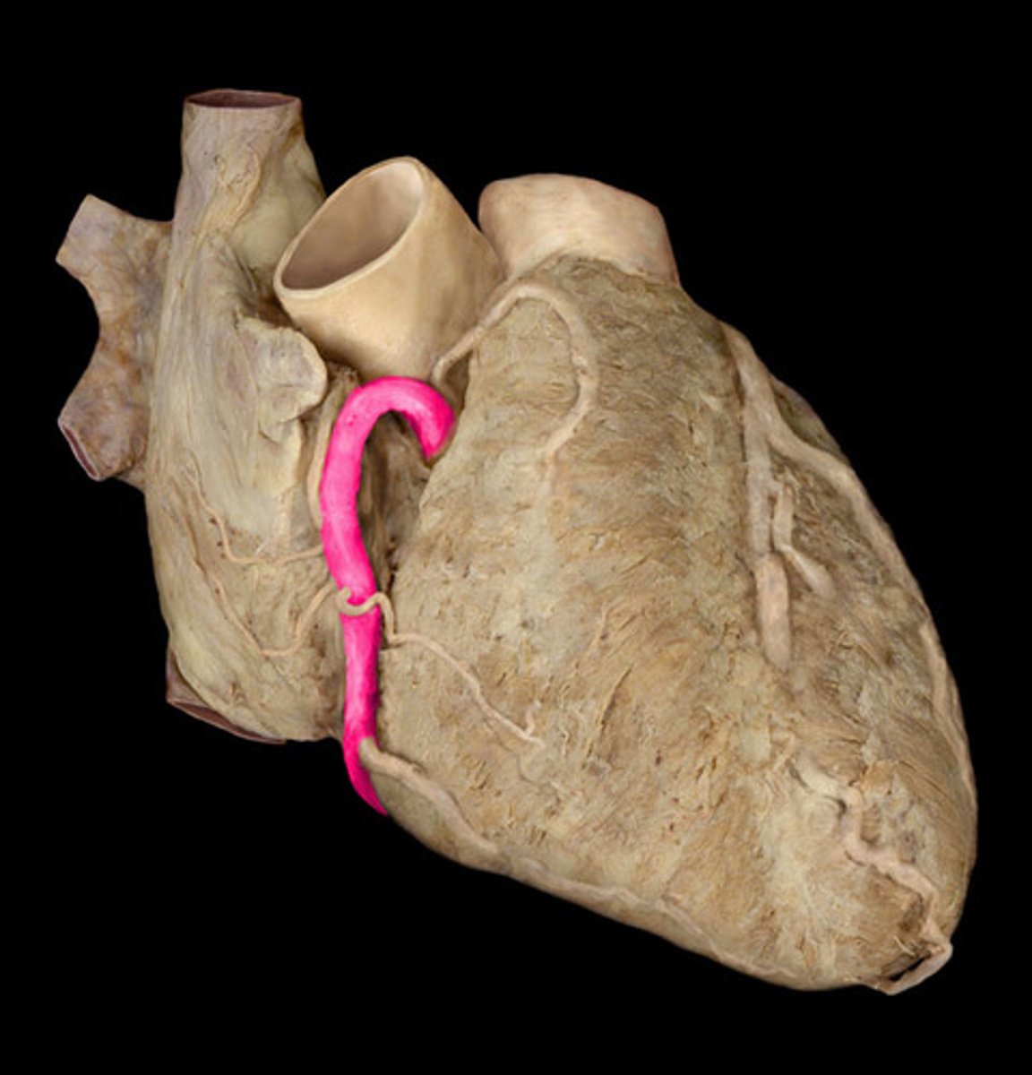 <p>artery vascularizing the right side of the heart</p>