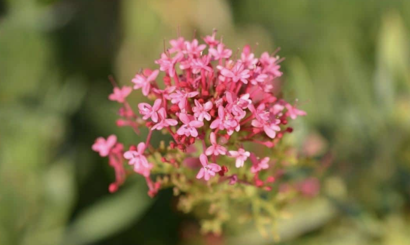 Flower 224
