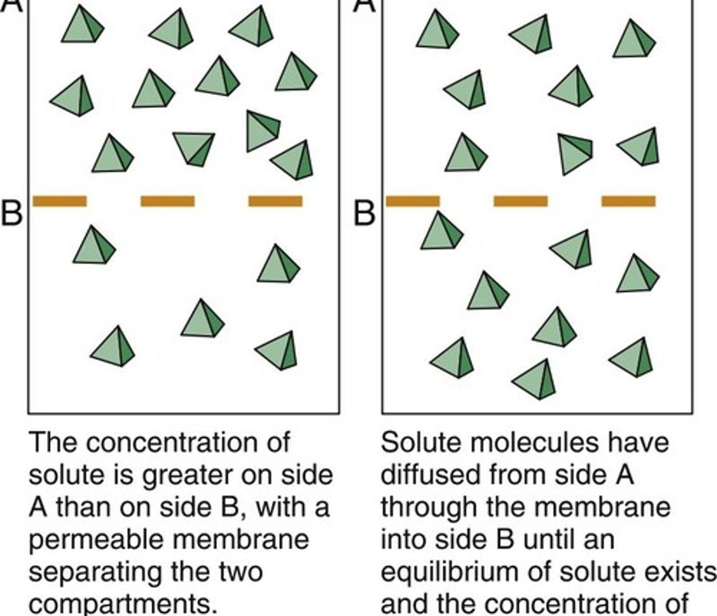 <p>The movement of gases and particles from an area of high concentration to low concentration.</p>