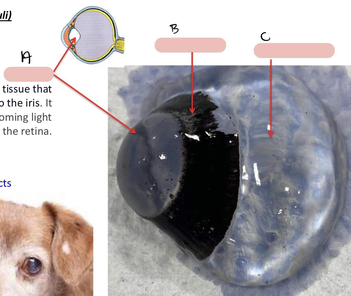 <p><span>Name the structure(s) indicated by a, b, c, and d.</span></p>