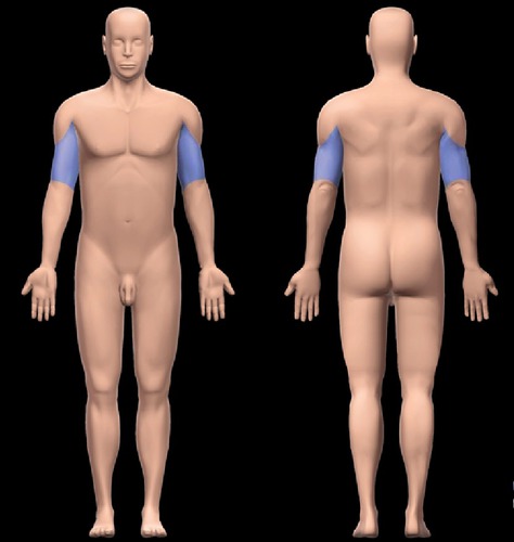 Identify the body region