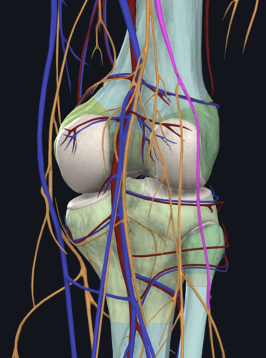 <p>nerve highlighted in pink</p>