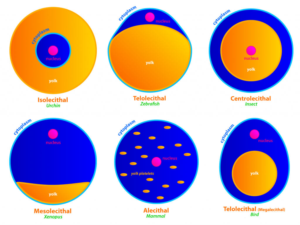 <ul><li><p>Classified by:</p></li></ul><ol><li><p><strong>Based on Amount of Yolk</strong></p></li></ol><ul><li><p>Microlecithal</p></li><li><p>Mesolecithal</p></li><li><p>Megalecithal</p></li></ul><ol start="2"><li><p><strong>Based on Yolk Distribution</strong></p></li></ol><ul><li><p>Isolecithal</p></li><li><p>Telolecithal</p></li><li><p>Centrolecithal</p></li></ul>