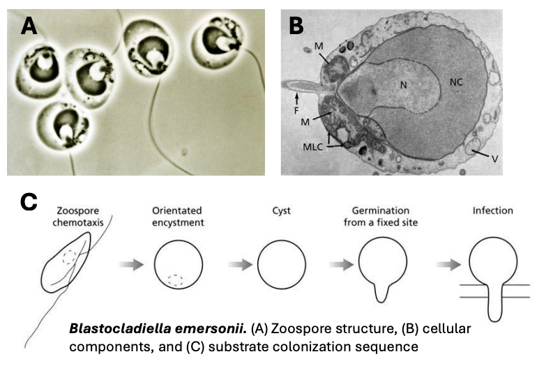 <p><strong>Zoospores</strong></p>