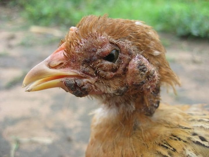 <p>-this virus is a poxvirus found in chickens and turkeys<br>-slow spread virus that requires direct contact with traumatized skin or oral mucosa <br>-can be transmitted by arthropod vectors (mosquitos) or by horizontal transmission</p>