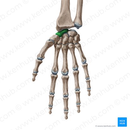 <p>Wrist Joint</p>