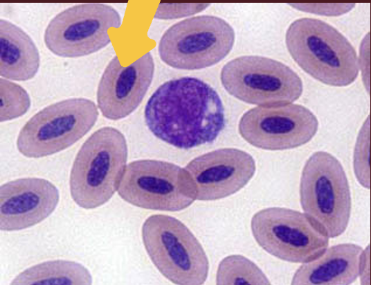<p>What species do these red blood cells belong to? </p>