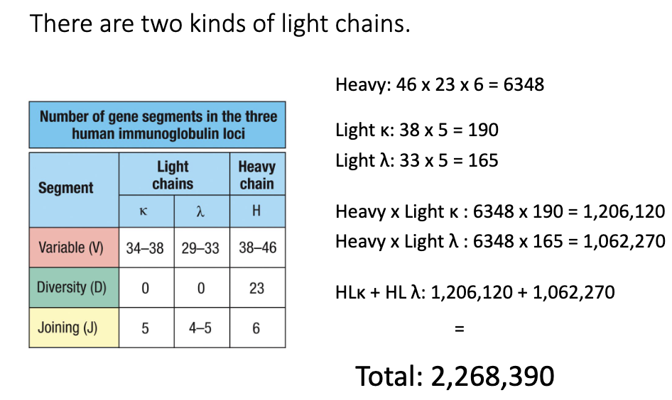 <ul><li><p>Heavy × Light κ = 1,206,120</p></li><li><p>Heavy × Light λ = 1,062,270</p></li><li><p><strong>Total:</strong> 2,268,390 combinations (without junctional diversity)</p></li></ul><p></p>