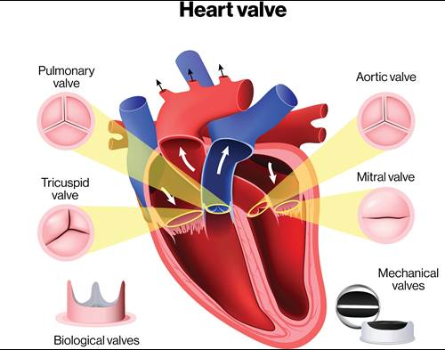 <p>what is Cardiac Valves</p>