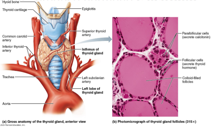 <ul><li><p>Butterfly-shaped gland in anterior neck on the trachea, just inferior to larynx, that consists of:</p></li><li><p>Isthmus: median mass connecting two lateral lobes</p></li><li><p>closed follicles: hollow sphere of epithelial follicular cells that produce glycoprotein thyroglobulin</p><ul><li><p>Colloid: fluid of follicle lumen containing thyroglobulin &amp; iodine (precursor to thyroid hormone)</p></li><li><p>Parafollicular cells: produce hormone calcitonin</p><ul><li><p>calcitonin lowers blood calcium levels</p></li></ul></li></ul></li></ul><p></p>