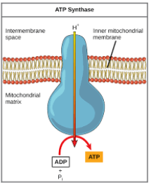 <ul><li><p>The enzyme in the ETC</p></li><li><p>Uses protein gradient (high <span style="background-color: transparent;"><span>H</span><sup><span>+</span></sup><span> inside thylakoid & low H</span><sup><span>+</span></sup><span> outside thylakoid) to make ATP</span></span></p></li><li><p><span style="background-color: transparent;"><span>Passive diffusion of H+ provides energy to add phosphate back onto ATP</span></span></p></li></ul><p></p>