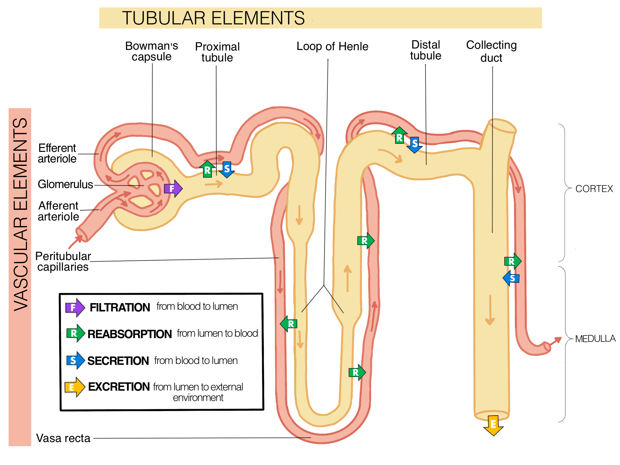 <p>The remaining 15-18 liters of pre-urine is <strong>regulated by homeostasis</strong></p><p>Happens in the:</p><ol><li><p>Distal tubule</p></li><li><p>Collecting duct</p></li></ol><p></p>
