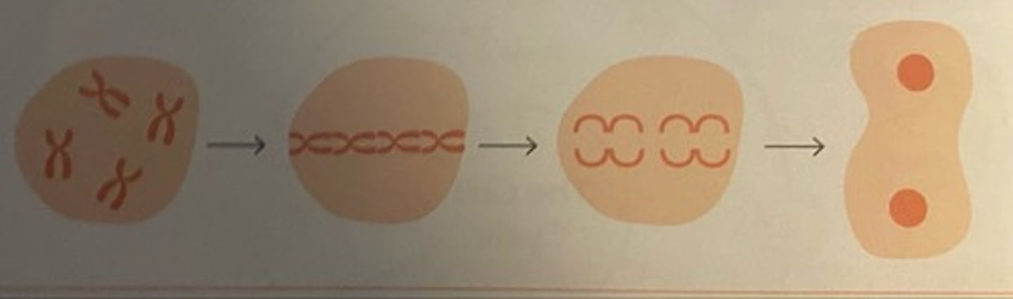 <p>1. replicated chromosomes join together</p><p>2. they move to centre of cell</p><p>3. One set of chromosomes is pulled to each end of the cell</p><p>4. the nucleus divides (each contains 1 set of chromosomes)</p>