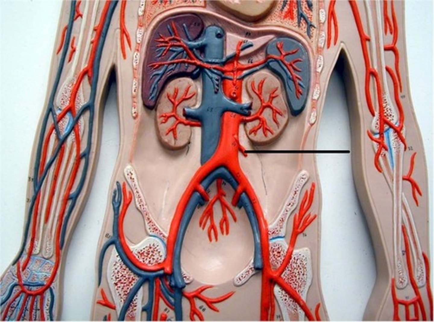 <p>Name the blood vessel.</p>