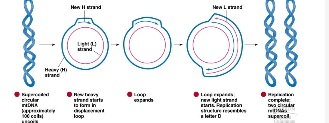 <ul><li><p>Semiconservative</p></li><li><p>At any phase of the cell cycle</p></li><li><p>Bases not equally distributed on both strands- HEAVY AND LIGHT STRANDS bc one strand will have too many purines, and other complementary pyrimidines.</p></li><li><p>Ori opens “D Loop” region where H strand goes under synthesis first, followed by L strand</p></li></ul>