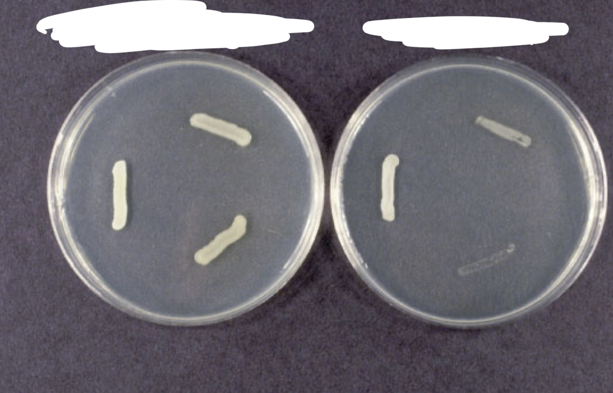 <p>Nutrient agar (left) and Phenylethyl Alcohol agar (PEA)</p>