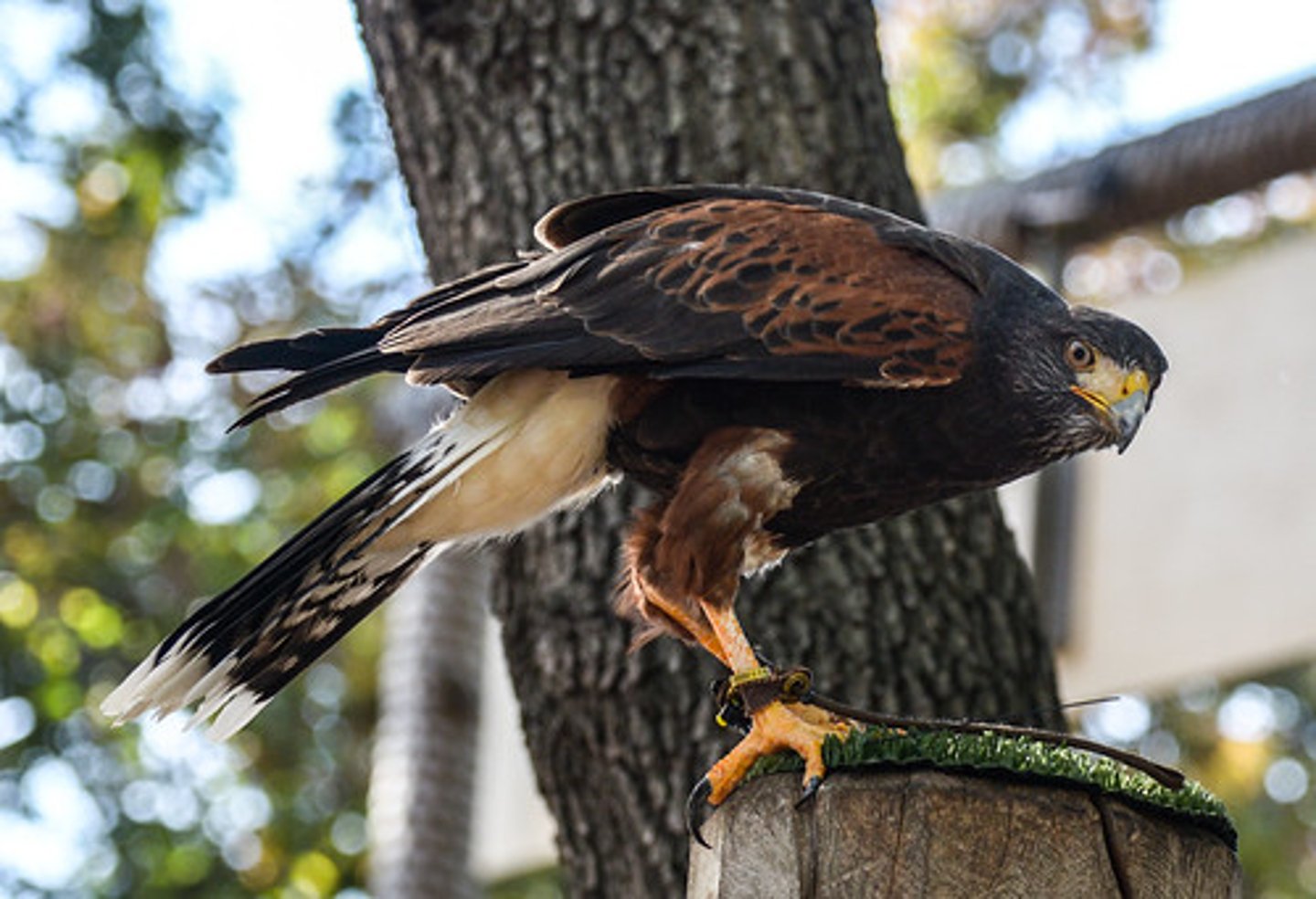 <p>(n.) a large bird that gets its food by killing smaller birds and animals</p>