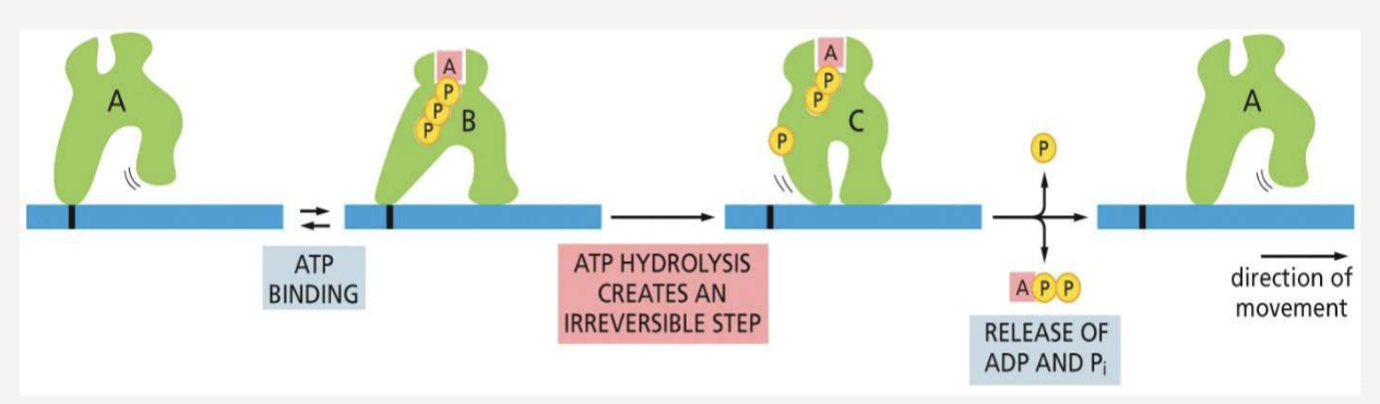 <p>provides the energy and directional “step” needed for movement</p>