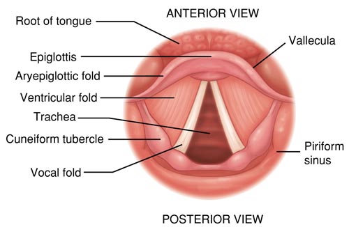 <p>cuneiform cartilages?</p>