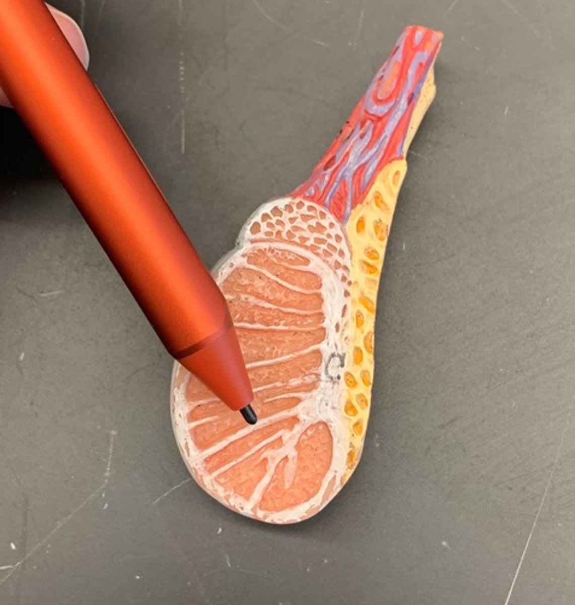<p>multiple septa formed from the tunica albuginea that course toward the mediastinum testis and separate the testicle into lobules</p>
