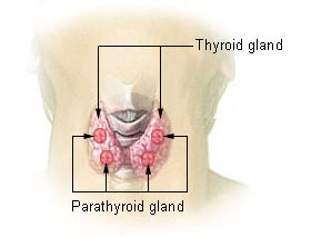 <p><span>Ratio of T3 to T4 secreted by the thyroid gland.</span></p>