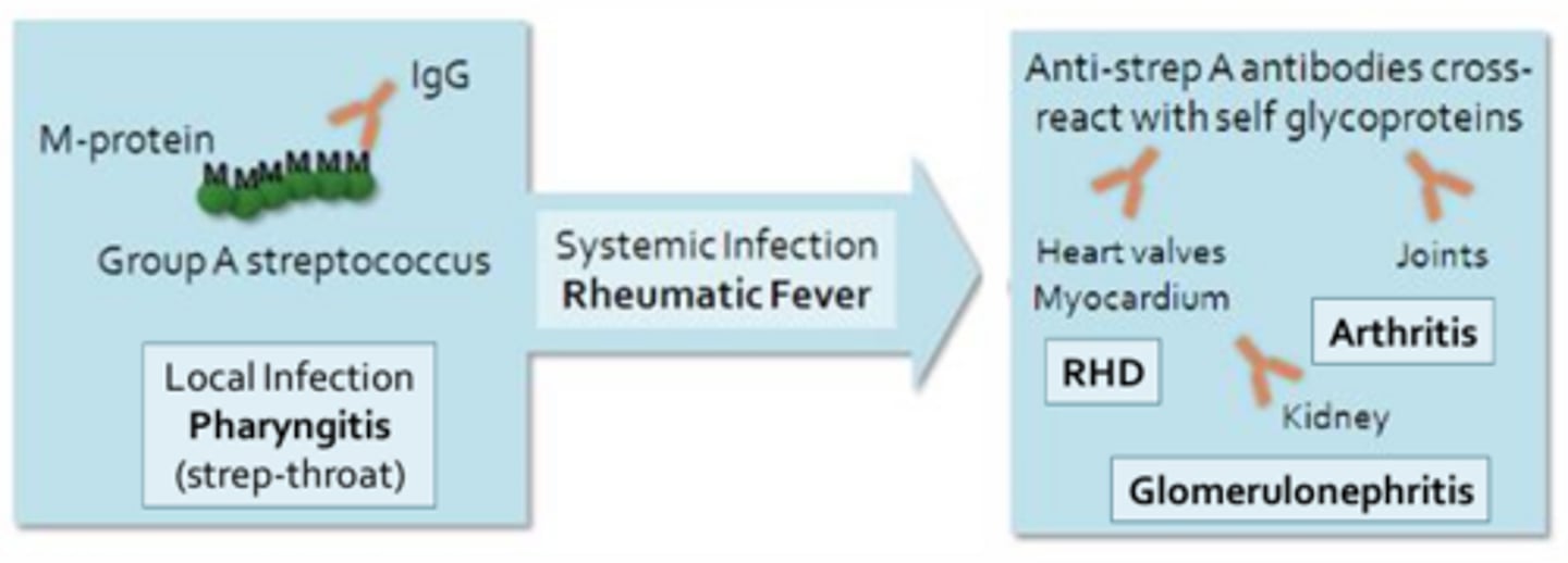 <p>Ex. Rheumatic fever = Begins as a throat infection or pharyngitis mediated by Group A beta-hemolytic streptococci</p><p>- The antibodies produced during a strep infection target bacterial M-proteins and may cross-react with self-antigens expressed in the heart, resulting in long-lasting damage to the heat muscle and valves (rheumatic heart disease)</p><p>- Antibodies may also cross-react with self-antigens in the joints and kidneys, leading to arthritis or glomerulonephritis respectively</p>