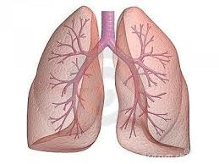 <p>lungs</p>