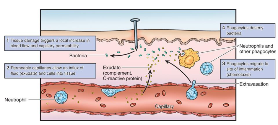 <p>Increase blood flow to deliver immune defending cells to the site of infection/invasion. </p><ol><li><p>Dilation of blood vessels </p></li><li><p>Increased permeability of blood capillaries</p></li><li><p>Leukocyte migration into tissues</p></li></ol><p></p>