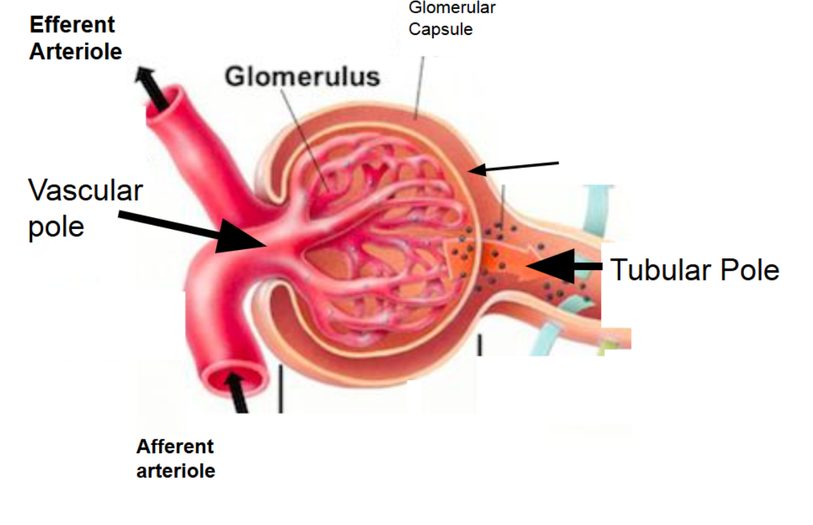 <ul><li><p><strong>Capsular space</strong>: </p></li></ul><p></p>