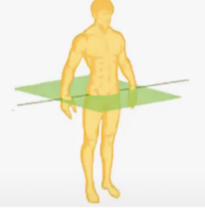 **Transverse, Horizontal, Axial** 