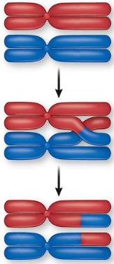 Refer to the figure showing crossing over during meiosis.