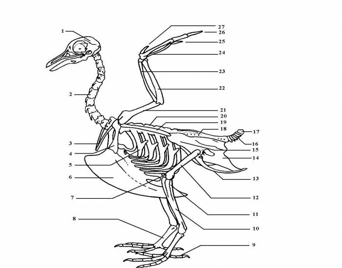 <p>What bones are labeled “25-27”?</p>