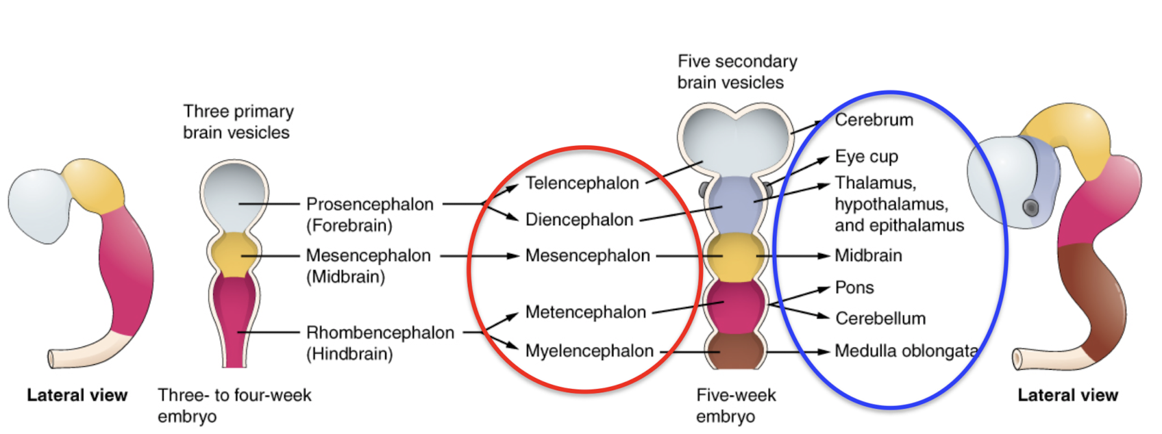 <ol><li><p><span style="font-family: Arial, sans-serif; color: rgb(0, 0, 0)">Week 3-4: Three primary vesicles — Prosencephalon (forebrain), mesencephalon (midbrain), rhombencephalon (hindbrain)</span></p></li><li><p><span style="font-family: Arial, sans-serif; color: rgb(0, 0, 0)">Primary vesicles further divide:</span></p><ol><li><p><span style="font-family: Arial, sans-serif; color: rgb(0, 0, 0)">Prosencephalon (forebrain) divides into telencephalon, diencephalon</span></p></li><li><p><span style="font-family: Arial, sans-serif; color: rgb(0, 0, 0)">Mesencephalon (midbrain) stays as mesencephalon (does not divide)</span></p></li><li><p><span style="font-family: Arial, sans-serif; color: rgb(0, 0, 0)">Rhombencephalon (hindbrain) divides into metencephalon, myelencephalon</span></p></li></ol></li><li><p><span style="font-family: Arial, sans-serif; color: rgb(0, 0, 0)">Five week embryo:</span></p><ol><li><p><span style="font-family: Arial, sans-serif; color: rgb(0, 0, 0)">Telencephalon becomes cerebrum</span></p></li><li><p><span style="font-family: Arial, sans-serif; color: rgb(0, 0, 0)">Diencephalon forms eye cup and all the thalamuses (Thalamus, hypothalamus, epithalamus)</span></p></li><li><p><span style="font-family: Arial, sans-serif; color: rgb(0, 0, 0)">Mesencephalon forms midbrain</span></p></li><li><p><span style="font-family: Arial, sans-serif; color: rgb(0, 0, 0)">Metencephalon divides into pons and cerebellum</span></p></li><li><p><span style="font-family: Arial, sans-serif; color: rgb(0, 0, 0)">Myelencephalon becomes medulla oblongata</span></p></li></ol></li></ol>
