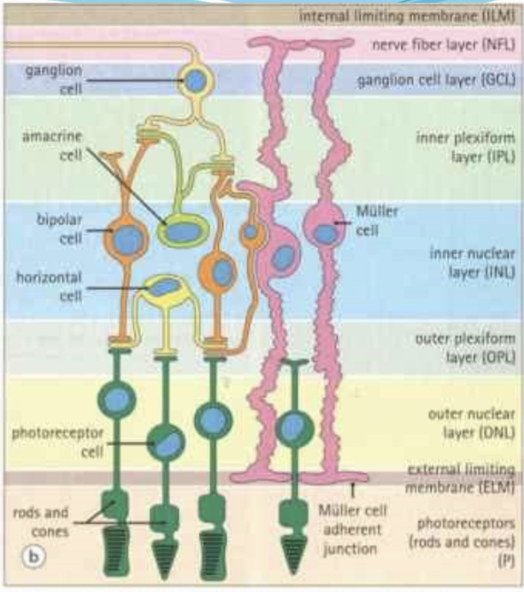 <p>Bipolar and horizontal cells.</p>