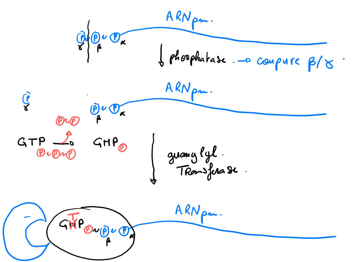 <ol><li><p>Hydrolyse (bêta-gamma) </p></li><li><p>Guanylyne transférase → guanylate (GMP)</p></li><li><p>Méthyltransférase → addition de grpment méthyl sur N7 guanine (cap0)</p></li></ol>