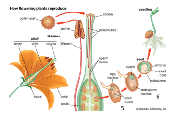 <p>What stages of plant reproduction are shown in 5 and 6?</p>