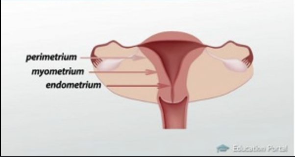 <p>Female anatomy: Know these structures:</p><p>a. Ovary</p><p>b. Uterine tube (Fimbriae,</p><p>ampulla, isthmus)</p><p>c. Uterus (Fundus, body,</p><p>uterine cavity, isthmus,</p><p>internal and external os)</p><p>d. Cervix</p><p>e. Vagina</p><p>f. Clitoris</p><p>g. Labia majora</p><p>h. Labia minora</p><p>i. Perimetrium</p><p>j. Myometrium</p><p>k. Endometrium</p><p>l. Broad ligament of uterus</p><p>m. Round ligament of uterus</p>