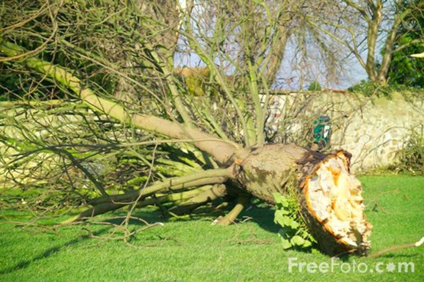<p>Deforestation</p>